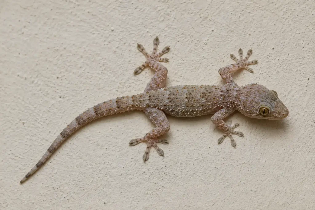 Common House Gecko