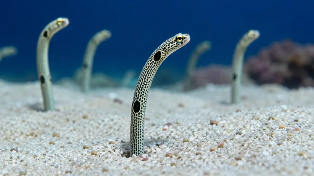 Spotted Garden Eel