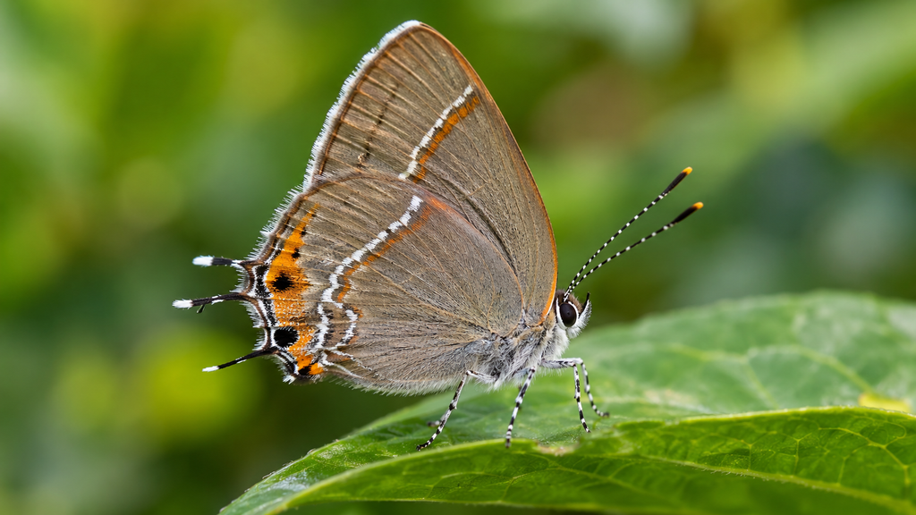 Xami Hairstreak